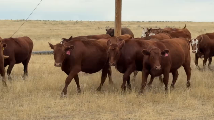 45 Head of Red Angus and Red Baldy-BH828D5